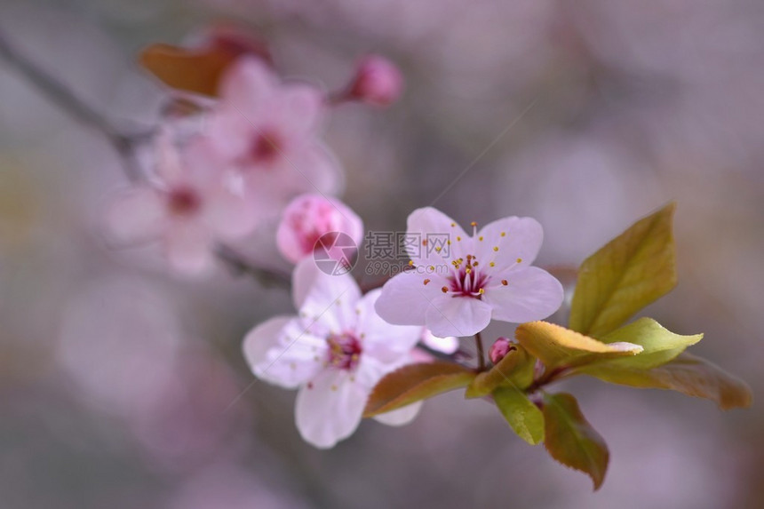 开花树自然背景晴天春天的花朵美丽的果园抽象的模图片