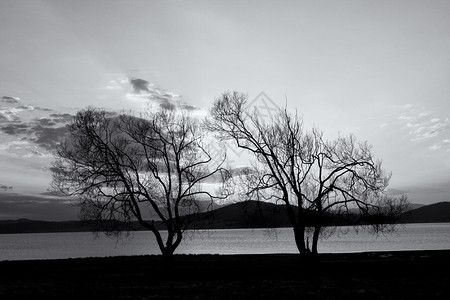 在黑白的抽象树剪影图片