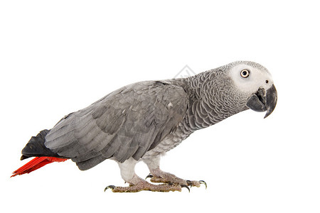 非洲灰色鹦鹉白色背景面前的Psitt图片