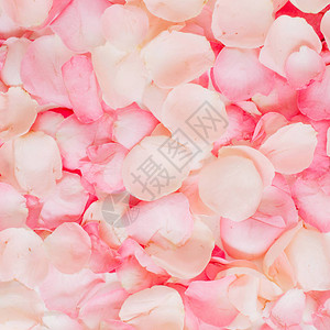 粉红玫瑰花瓣情人节背景图片