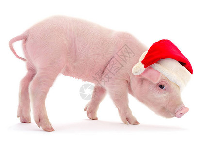 穿着红色圣诞老人帽子的猪在图片