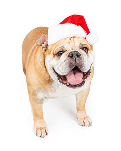 穿着红色圣诞老人帽子的快乐表情笑的斗牛犬图片