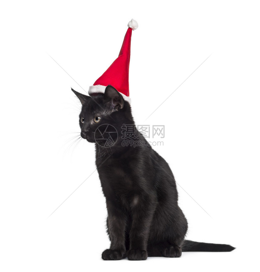 黑小猫坐在白色背景面前坐着戴圣诞老人帽图片
