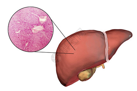 隔辈在显微镜下白色背景和肝组织3D图解和显微仪上隔设计图片