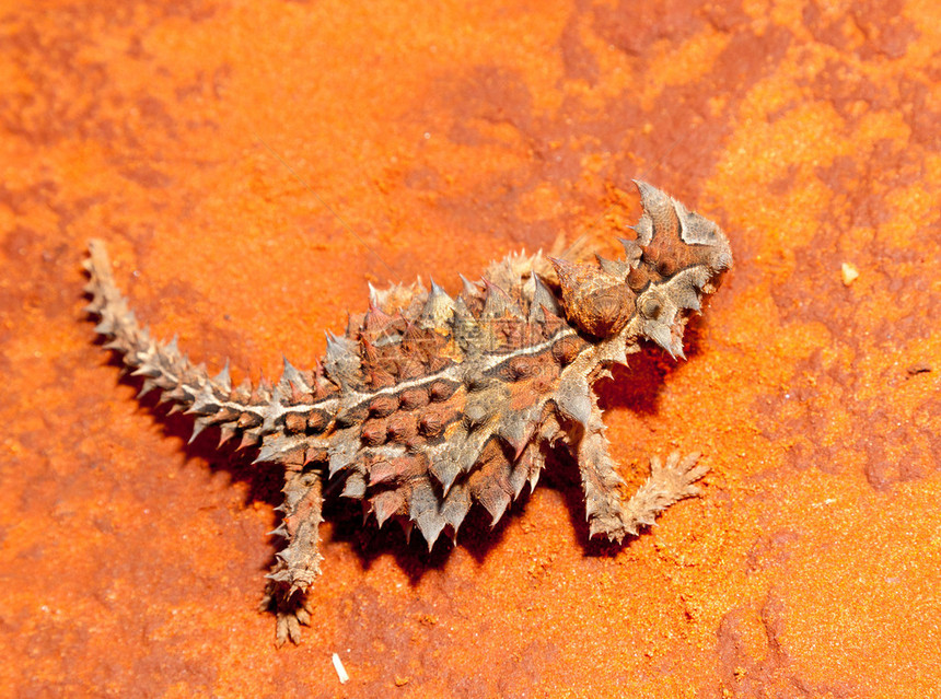 多刺龙或多刺恶魔是澳大利亚蜥蜴图片