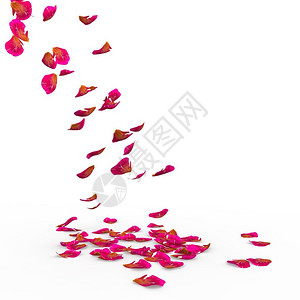 花落玫瑰花瓣倒在地上孤立背景3D设计图片