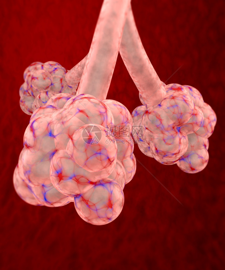 3d红本底的肺动图片