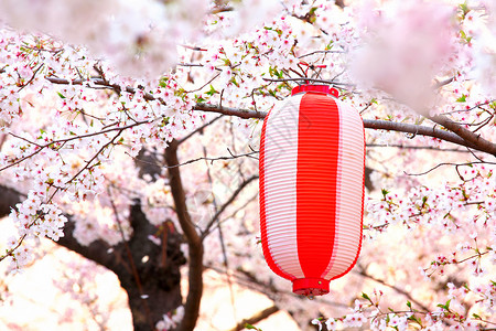 有樱花的日本灯笼图片