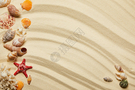 沙滩上的贝壳红海星图片