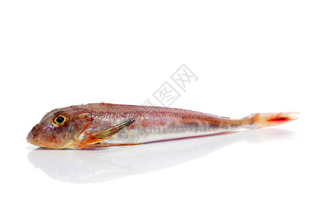 白底鲻鱼或条纹红鲻鱼背景图片