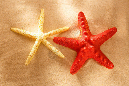 在沙子的红色和白色海星图片