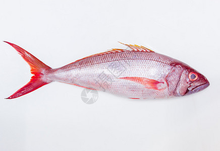 白色背景上孤立的整条新鲜红鱼背景图片