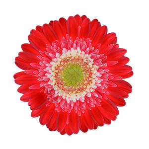 白色中心的完美红色Gerbera花朵在白色背景背景图片