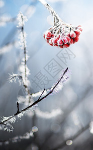 一堆冷冻的花楸浆果和带有冰晶的树枝图片