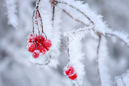覆盖着冰晶的红色浆果特写背景图片