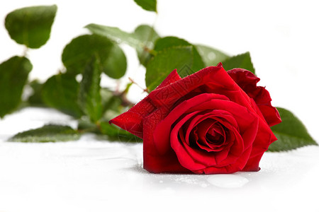 白色背景上美丽的红玫瑰背景图片
