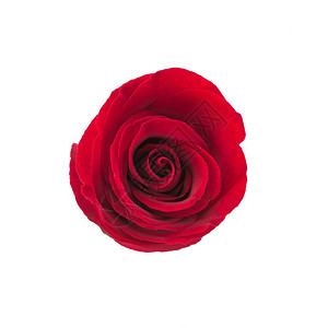 孤立在白色背景上的红玫瑰花背景图片