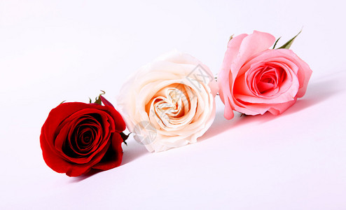 粉红色红色和白色的玫瑰美丽的花朵图片