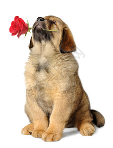 带着红玫瑰的狗看着背景图片