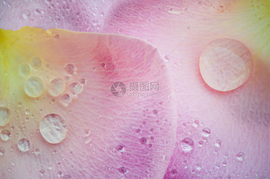细粉红玫瑰花瓣上的露水超级巨型的图片