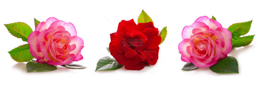 白色背景的红玫瑰和粉红图片