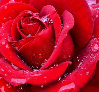 红玫瑰与花瓣上的水滴特写图片