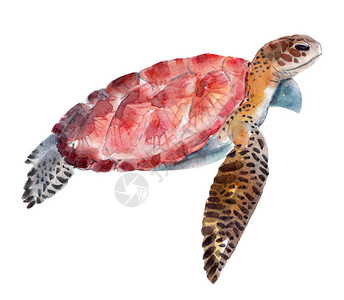 白色背景的海龟水彩图画背景图片