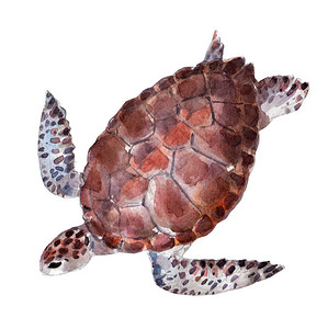 白色背景的海龟水彩图画背景图片