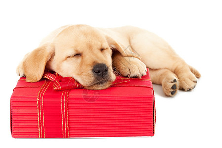 小可爱的拉布多小狗睡在圣诞节上图片