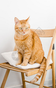 坐在椅子上的大肥姜猫图片