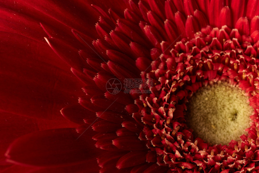 红色非洲菊花背景图片