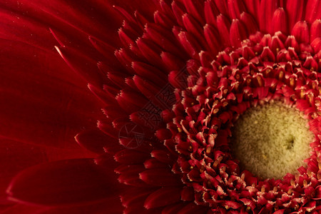 红色非洲菊花背景图片