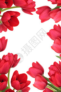 Tulip花朵形成抽象的边框背景图片