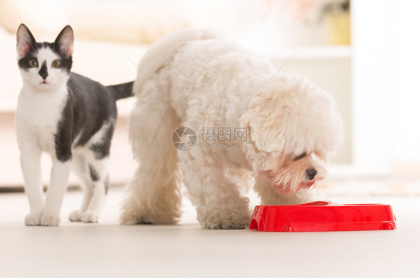 小狗麦芽和猫在家里吃碗里图片