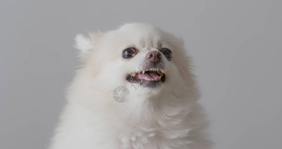 愤怒的白色博美犬图片