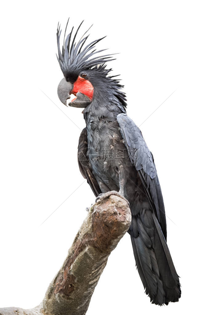 坐在树枝上的黑棕榈鹦鹉白色背景的全尺寸图片