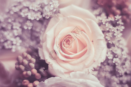 美丽的白玫瑰与小红色装饰花朵特写背景图片
