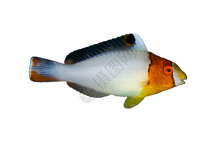 二褐鹦鹉鱼Cetoscarusbicol图片