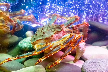 有活螃蟹龙虾和的水族馆图片