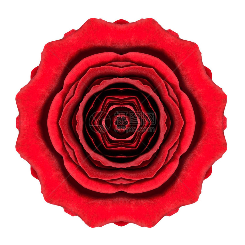 卡莱多斯科比红玫瑰花朵曼达拉孤图片