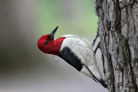 红头啄木鸟紧贴树干图片