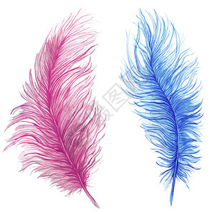 水彩画羽毛蓝色羽毛粉色羽毛复合图案白色背景上的鸵鸟羽毛图片