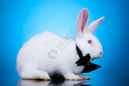 长着颈弓的大白兔蓝色背景背景图片