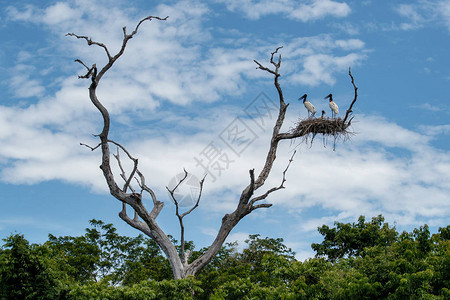 Jabiru树冠高在干枯树上在图片