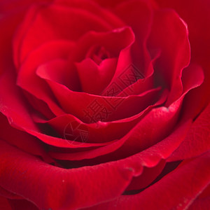 深红玫瑰与水滴的宏观图像图片