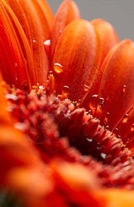 Gerbera花朵背景图片
