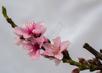春天桃树的一部分图片