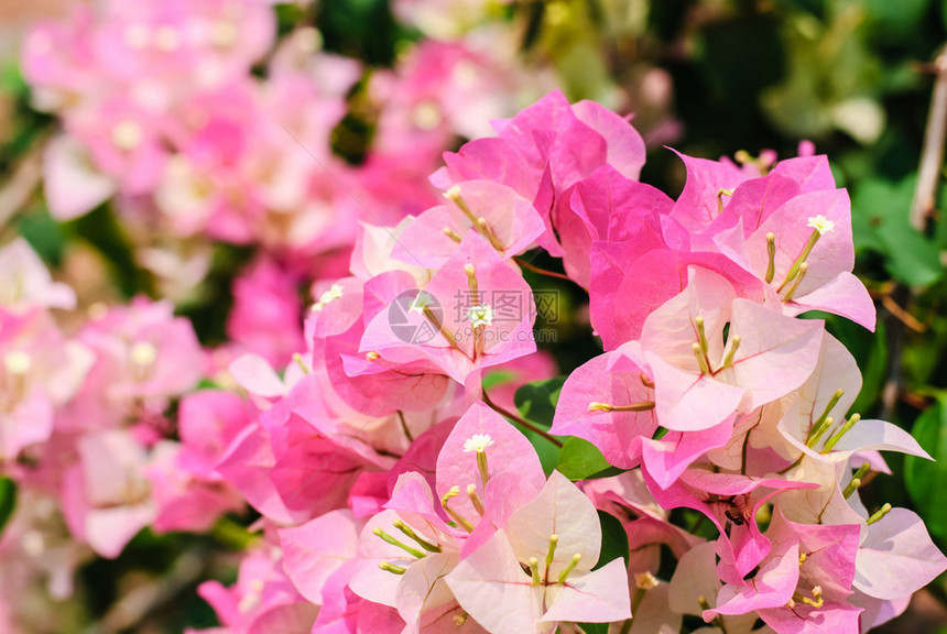 花园里的粉红色九重葛或纸花或九重葛图片