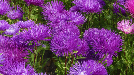 明亮的紫罗兰花紫苑特写植物背景图片