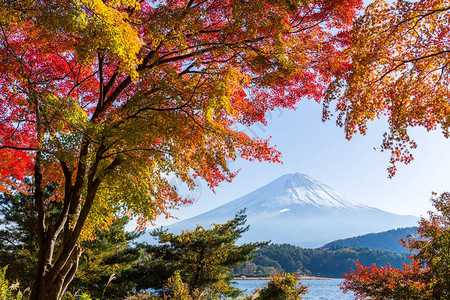 有枫树的富士山图片